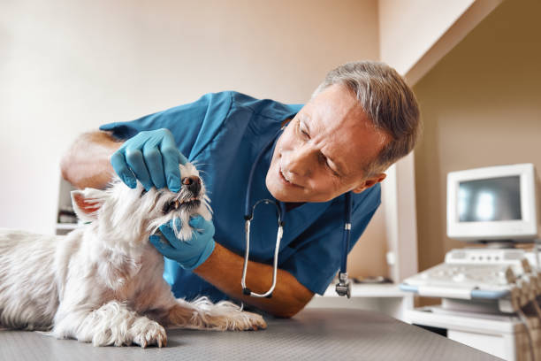 Best Emergency Dental Care for Broken or Chipped Teeth in Atchison, KS